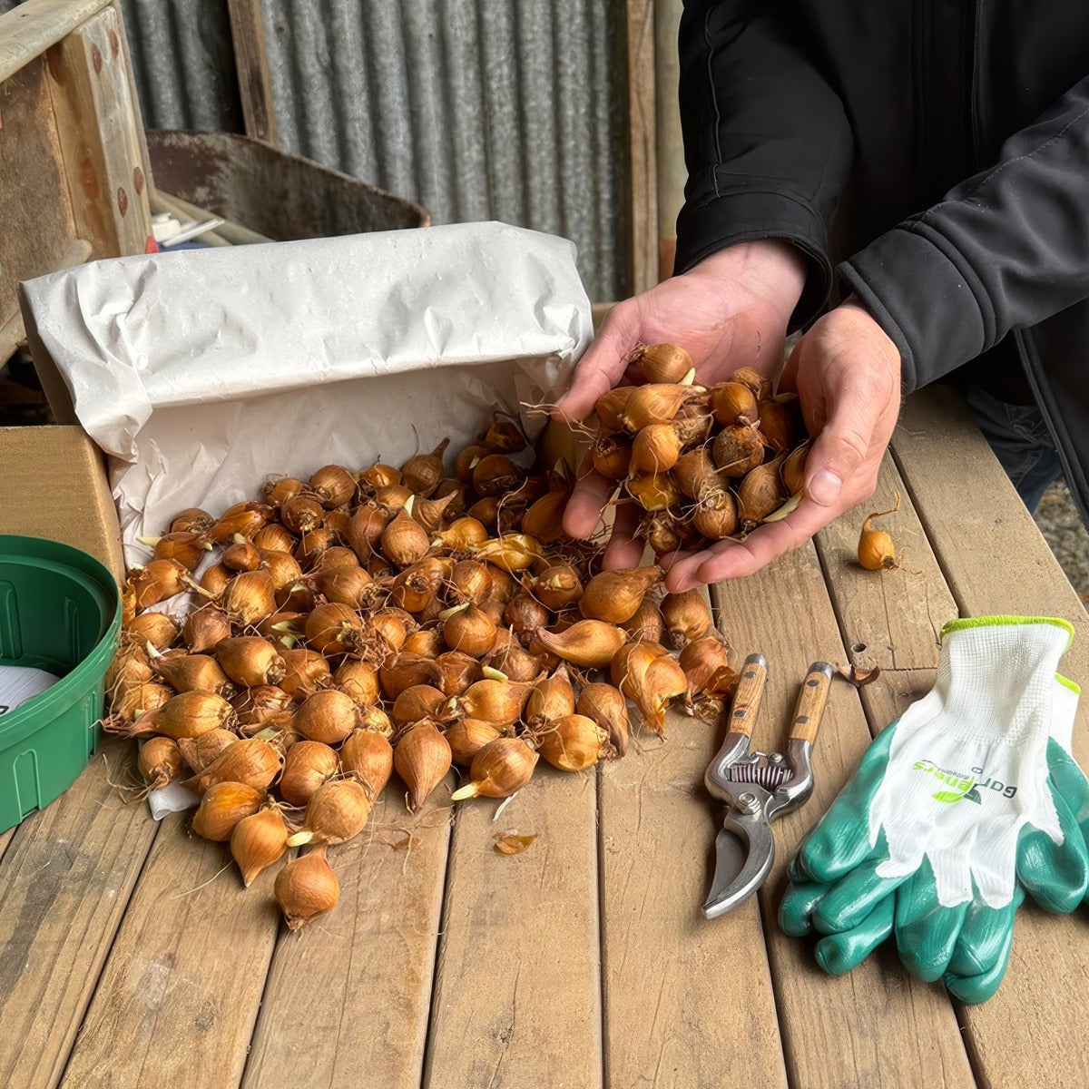 Dutchiris Boxofbulbs - Garden Express Australia