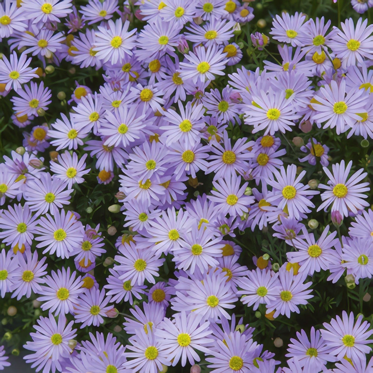 Brachycombe Mauve Delight 15 - Garden Express Australia