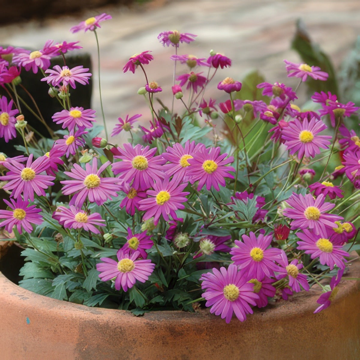 Brachyscombe Radiant Magenta Pplbrarma - Garden Express Australia