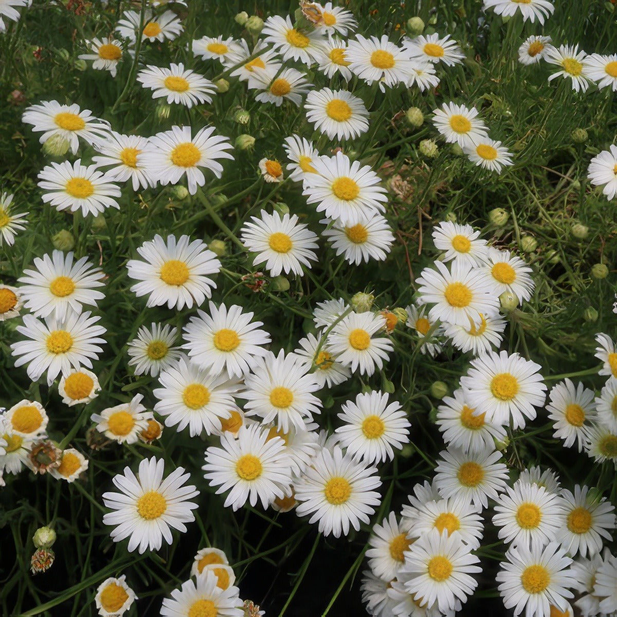 Brachyscome Whitewash Lpobrawwa - Garden Express Australia
