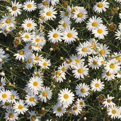 Brachyscome White Bliss P68brawbl - Garden Express Australia
