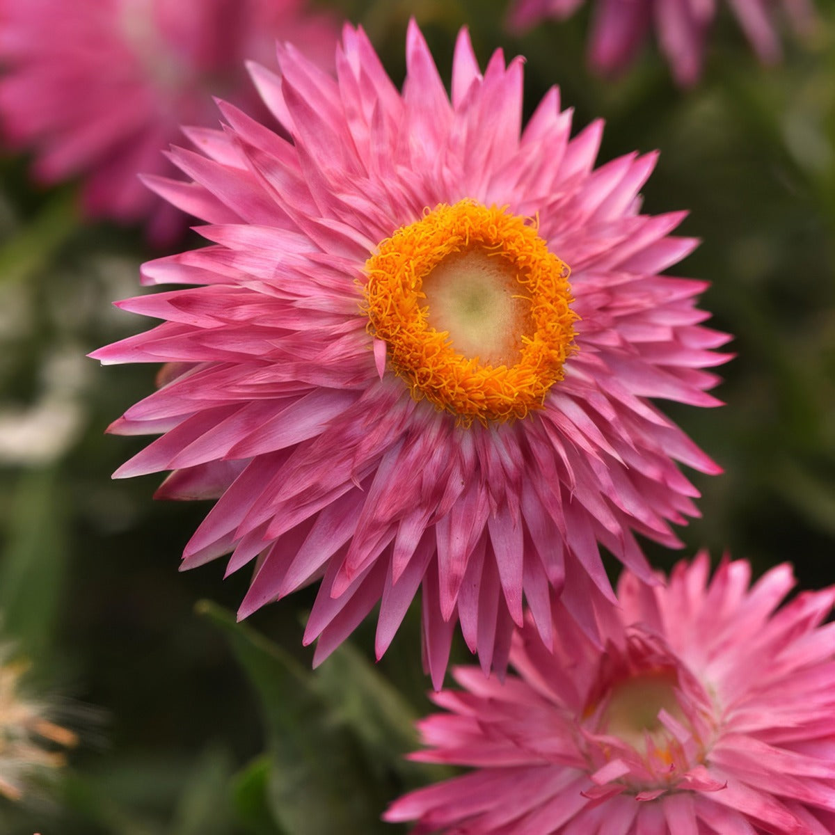 Bracteantha Mohave Pink P68brampi - Garden Express Australia