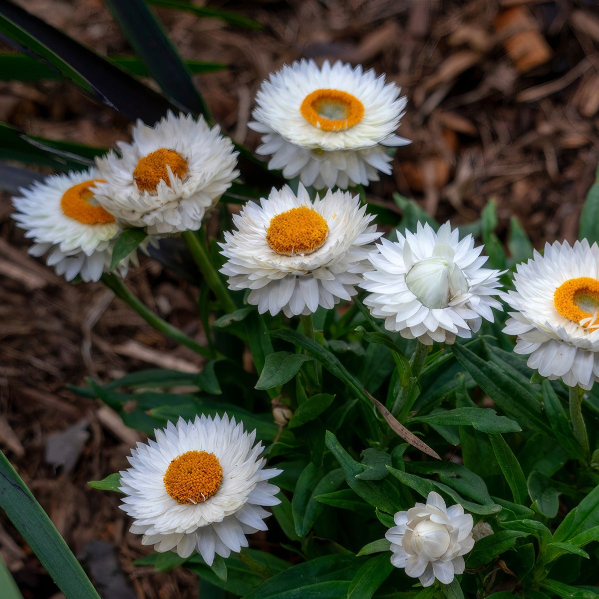 Bracteantha Mohave White P68bramwh - Garden Express Australia