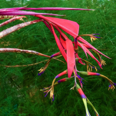 Bromeliad Billbergia Queens Tears - Garden Express Australia