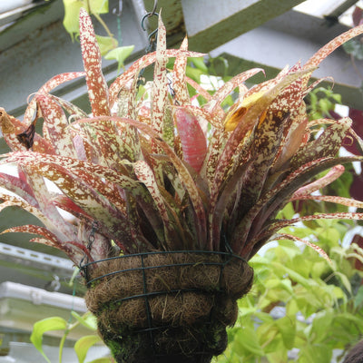Bromeliad Billbergia Queens Tears Pkbrobqt - Garden Express Australia