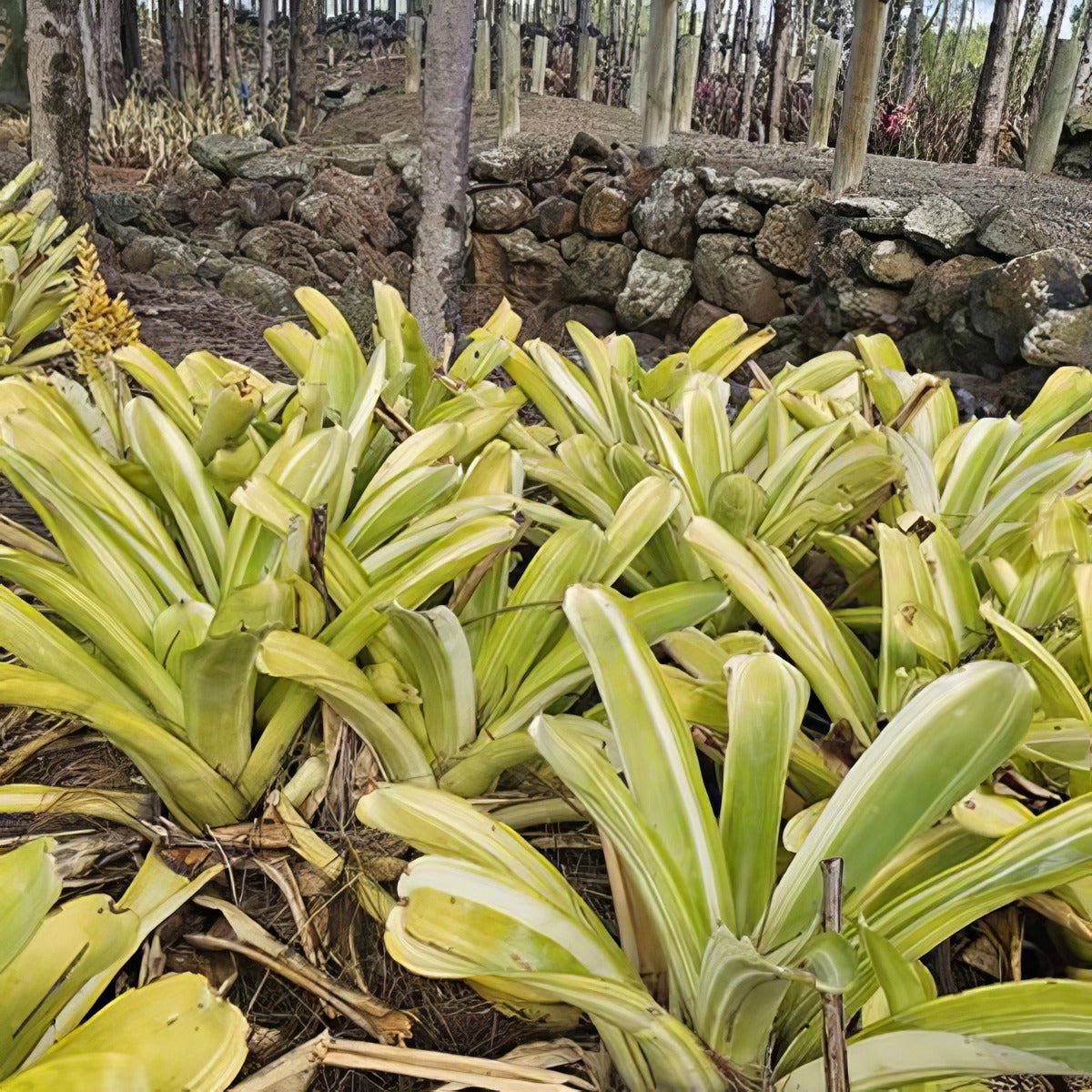 Bromeliad Aechmea Variegated Tail - Garden Express Australia