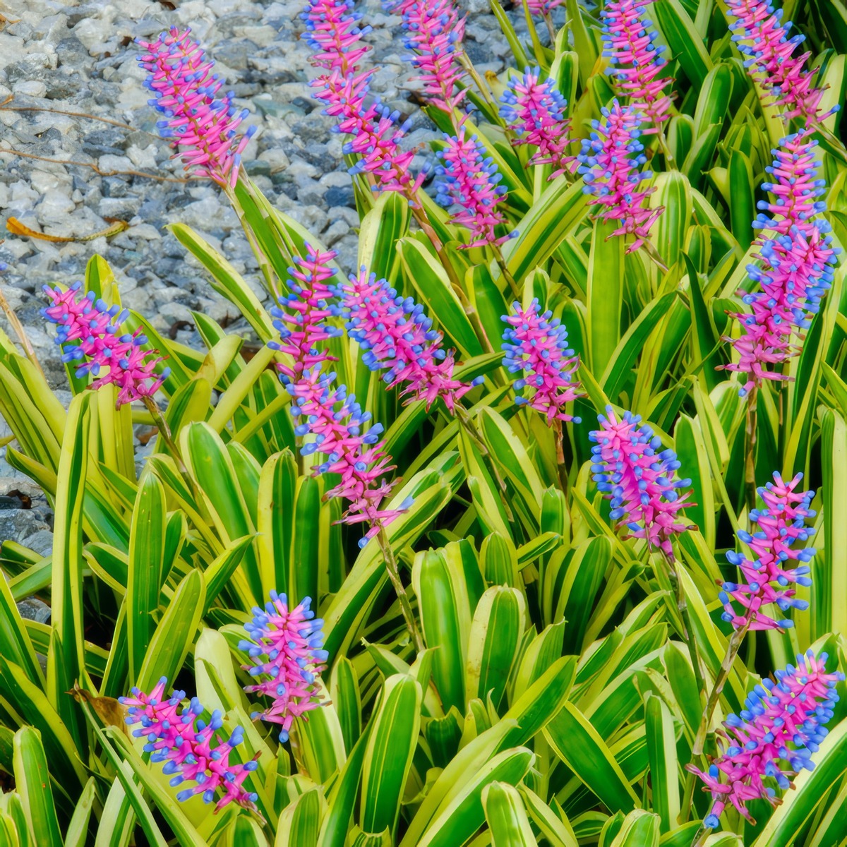 Bromeliad Lucky Stripe Pkbrolst - Garden Express Australia