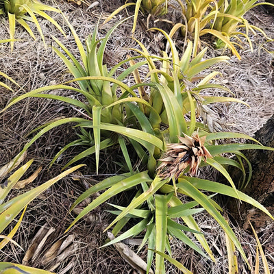 Bromeliad Pineapple - Garden Express Australia