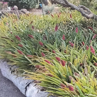 Bromeliad Pineapple Clump - Garden Express Australia