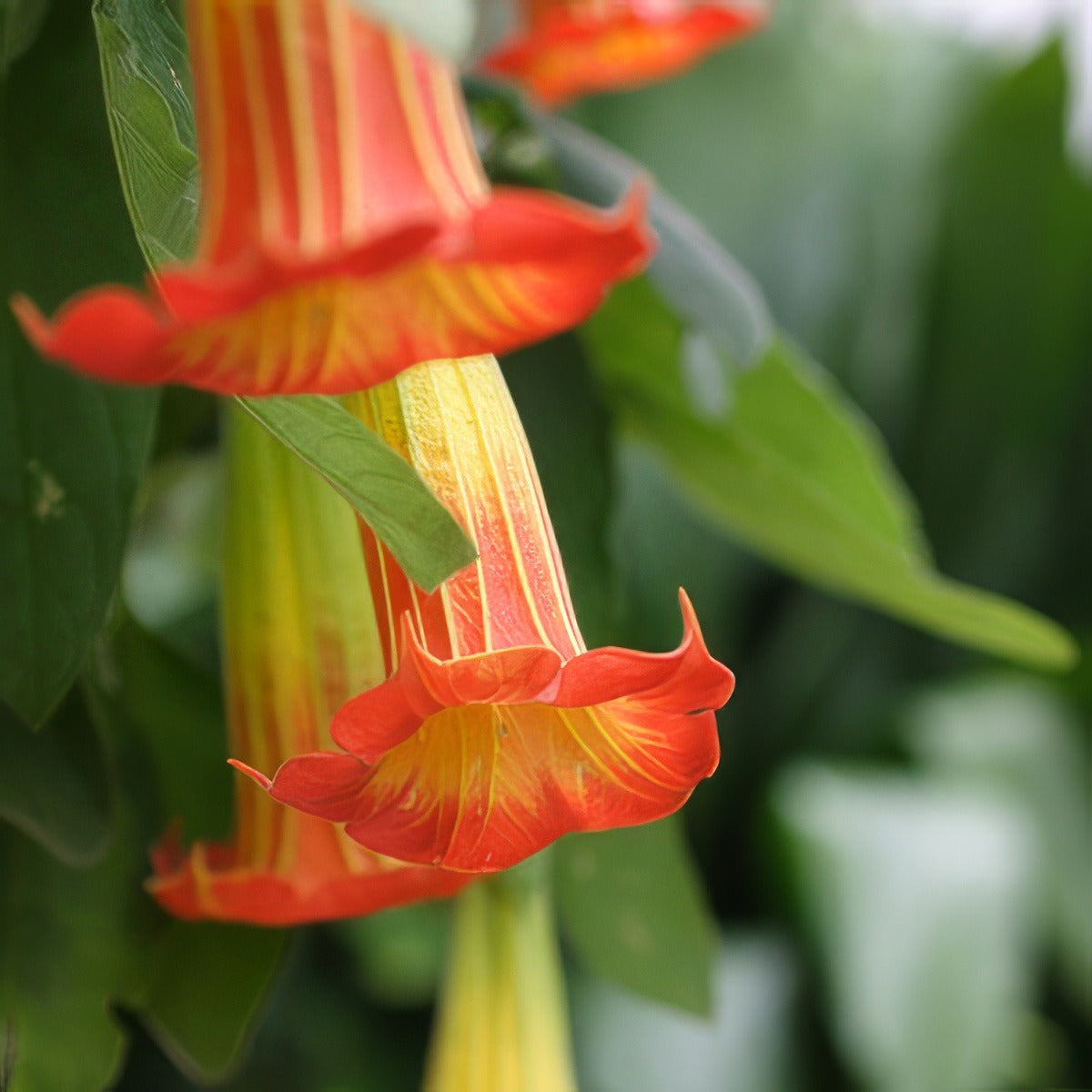 Brugmansia Sanguinea Orange Pplbrusor - Garden Express Australia
