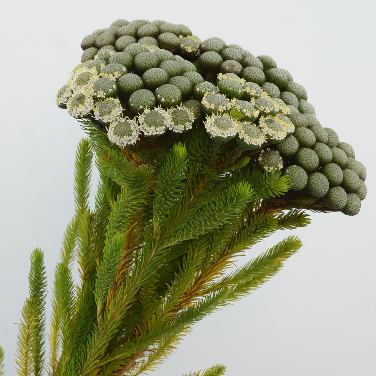 Brunia Buttonbush Limepplbrubli - Garden Express Australia