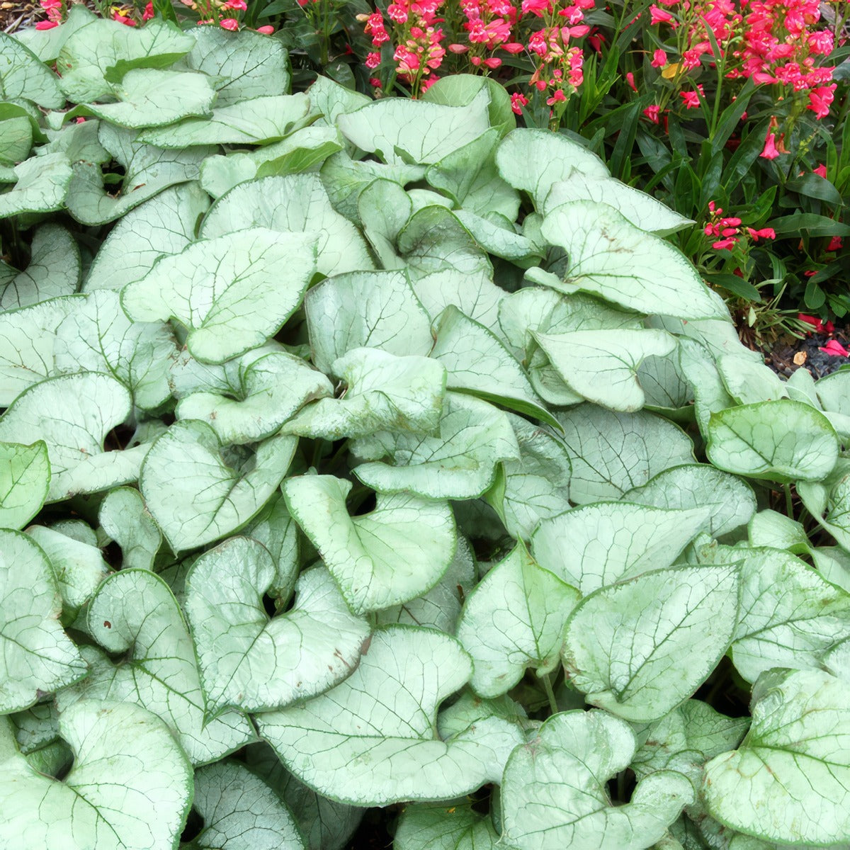 Brunnera Looking Glass - Garden Express Australia