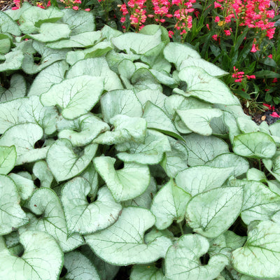 Brunnera Looking Glass - Garden Express Australia