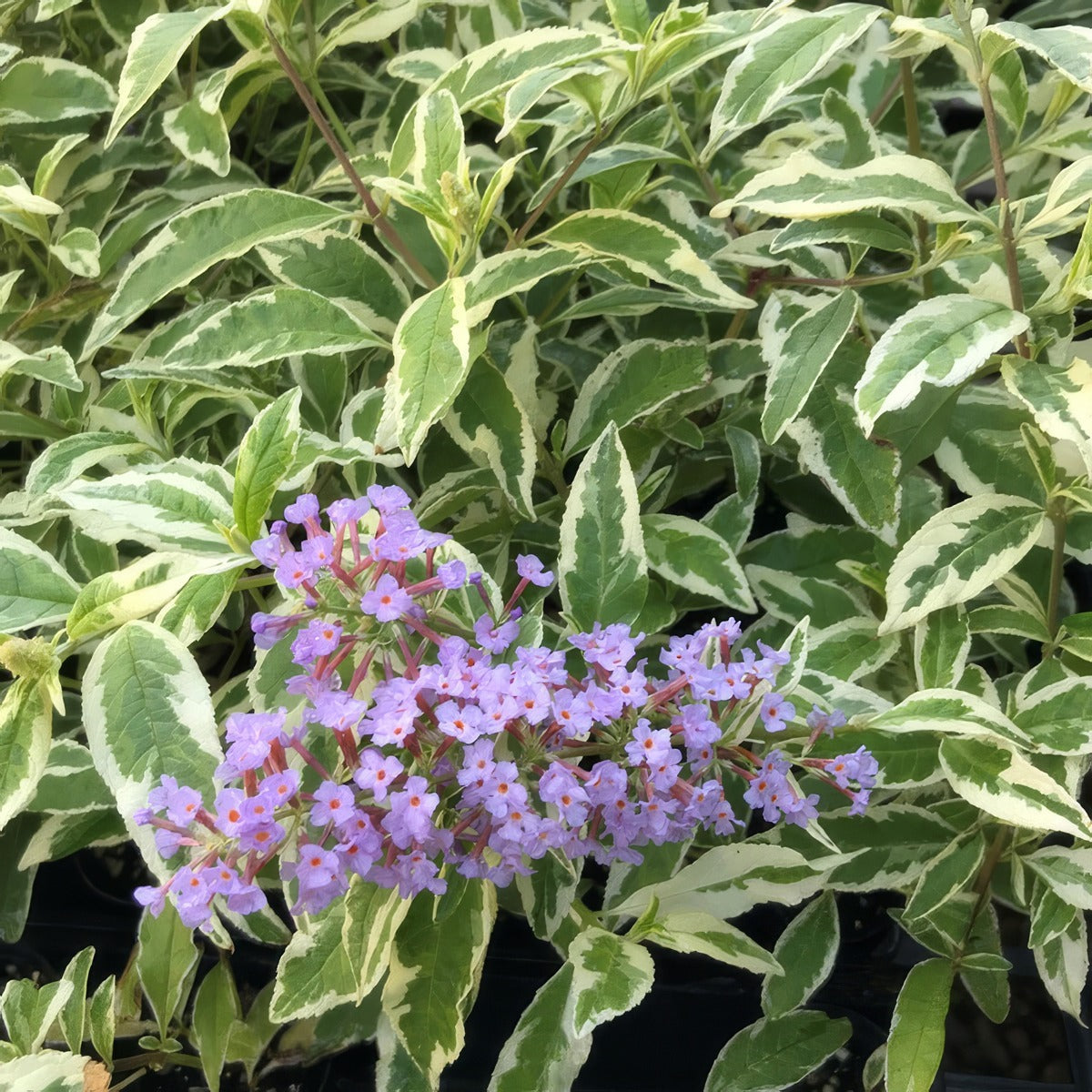 Buddleja Harlequin 2023 Lpobudhar - Garden Express Australia