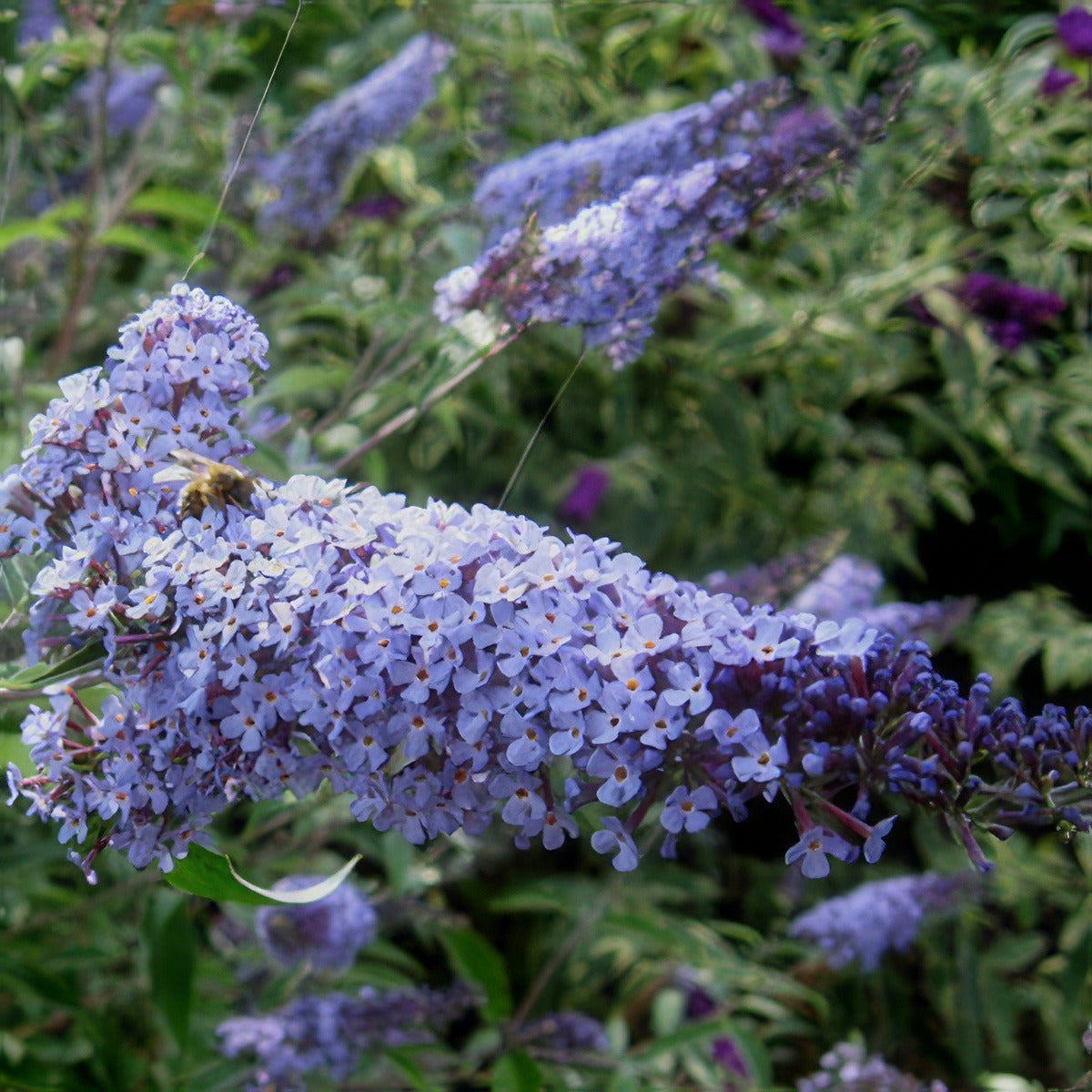 Buddleja Lochinch - Garden Express Australia