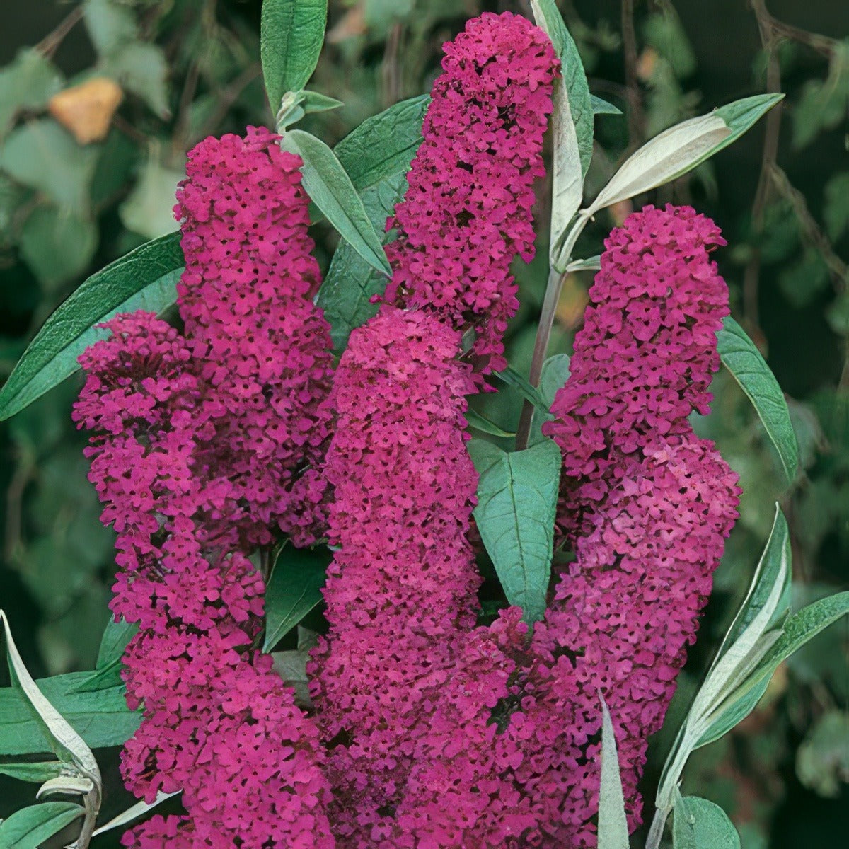 Budlijah Royal Red 15 - Garden Express Australia