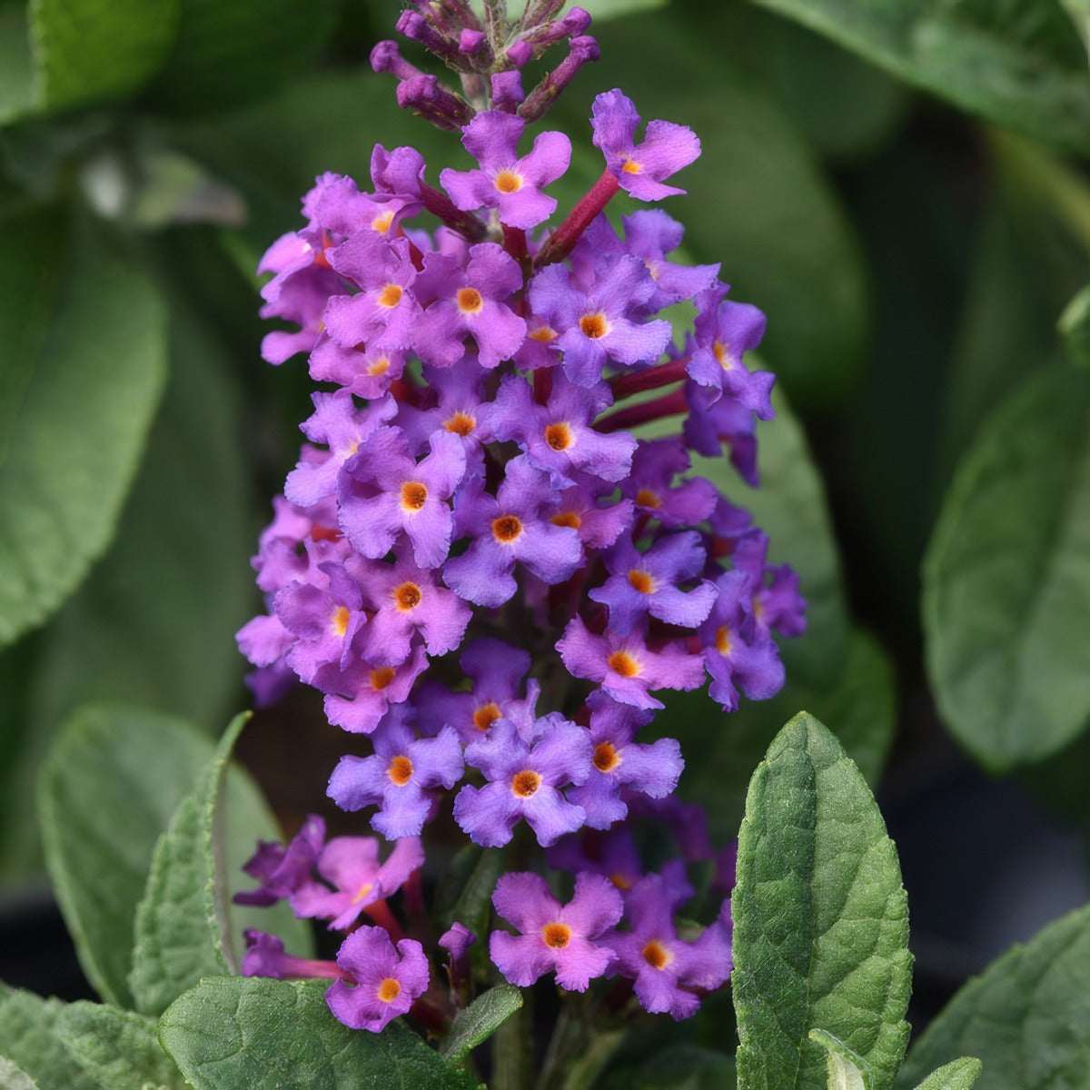 Buddleja Chrysalis Blue - Garden Express Australia