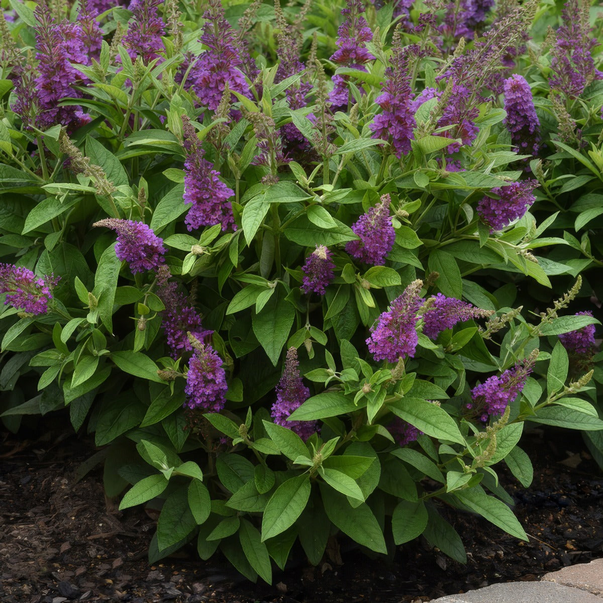 Buddleja Chrysalis Blue P68budcbl - Garden Express Australia