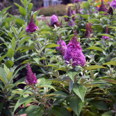 Buddleja Chrysalis Pink - Garden Express Australia