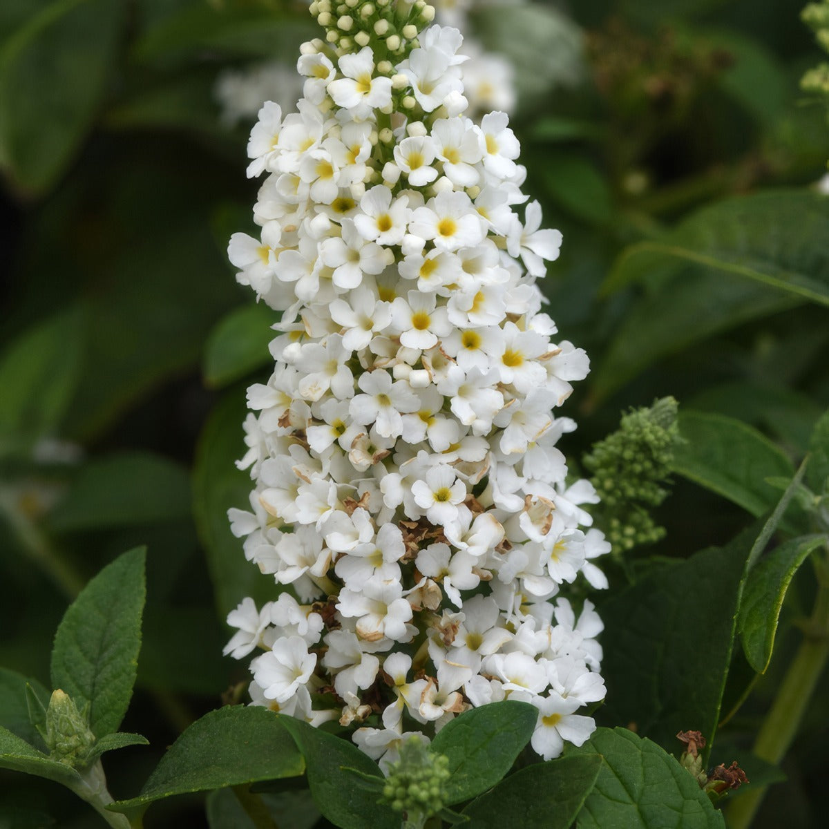 Buddleja Chrysalis White - Garden Express Australia