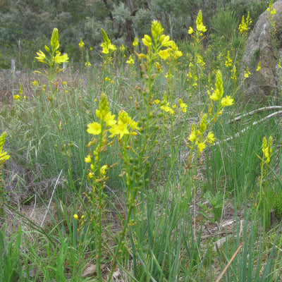 Bulbine Lily By Harry Rose Cc Via Wiki - Garden Express Australia