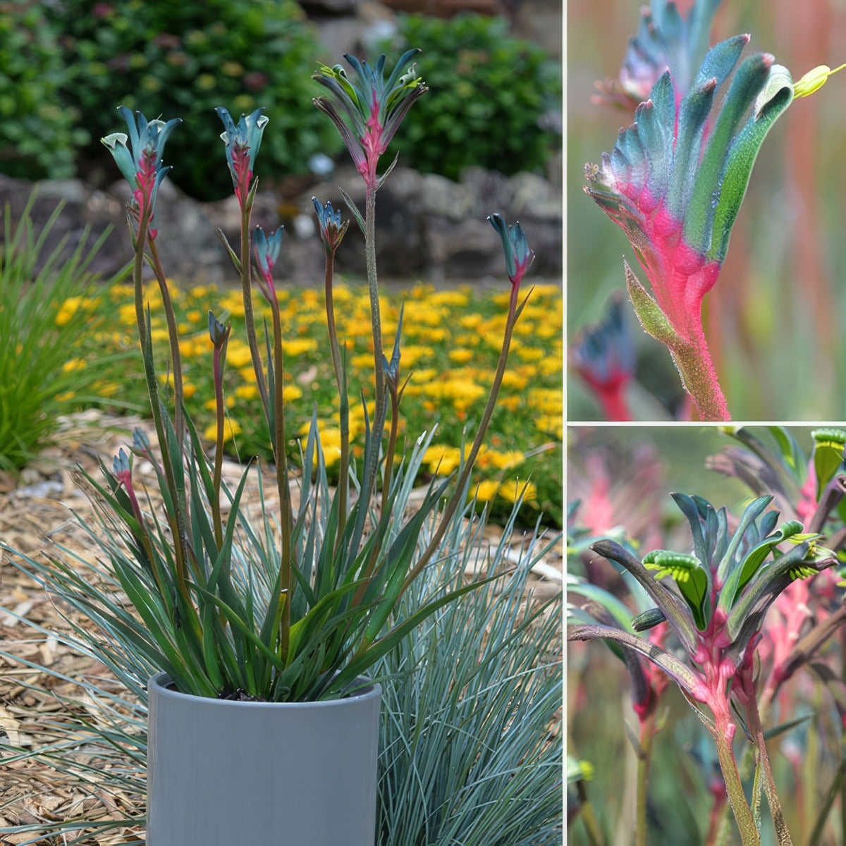 Bush Gems Celebrations Fireworks Kangaroo Paw P14kpafir - Garden Express Australia