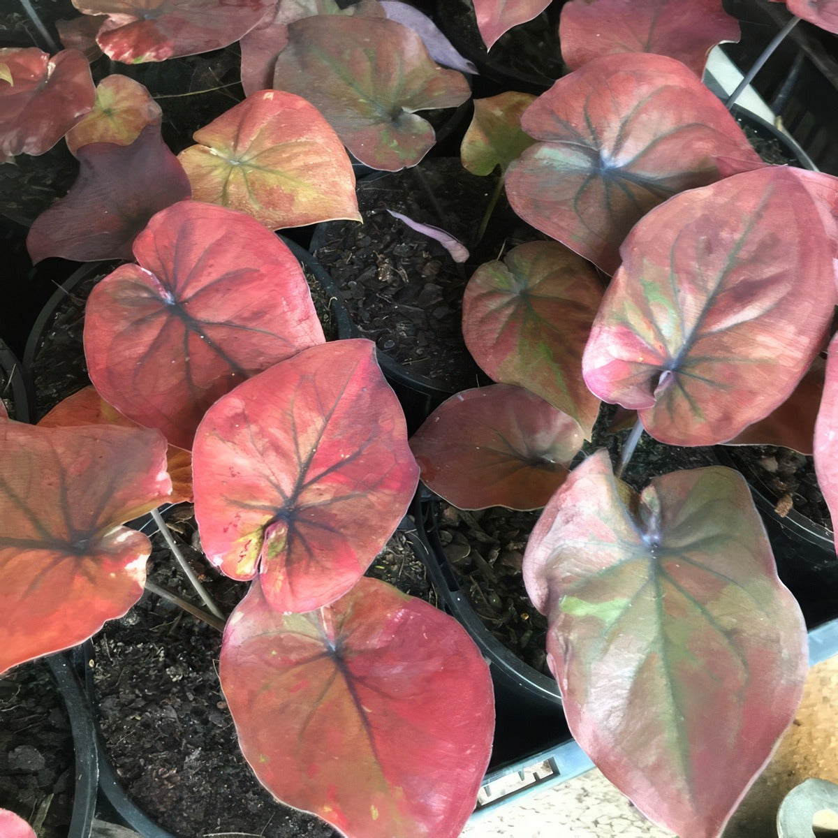 Caladium Burgandy Nights P10calbni - Garden Express Australia