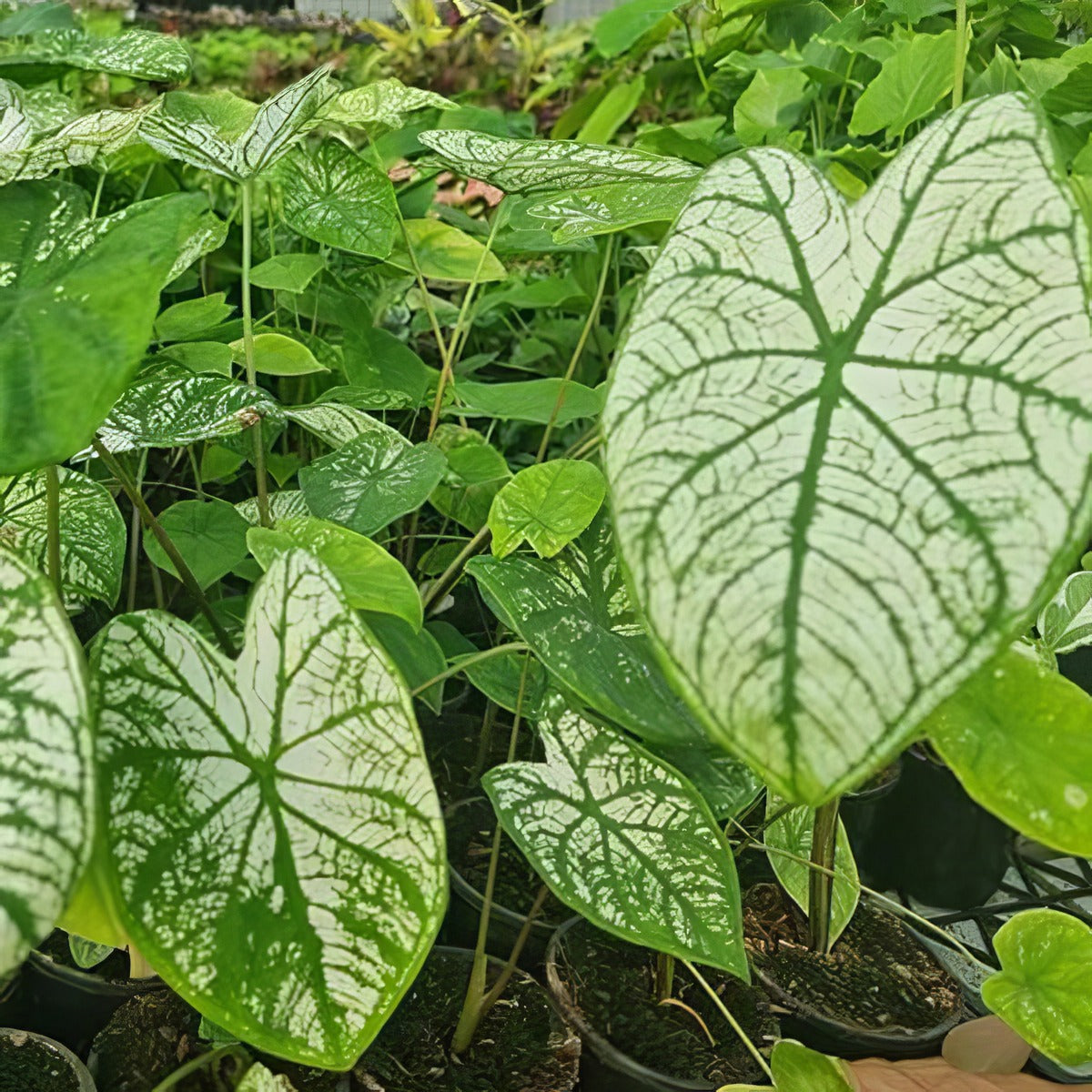 Caladium Candidium Jnr P10calcjn - Garden Express Australia