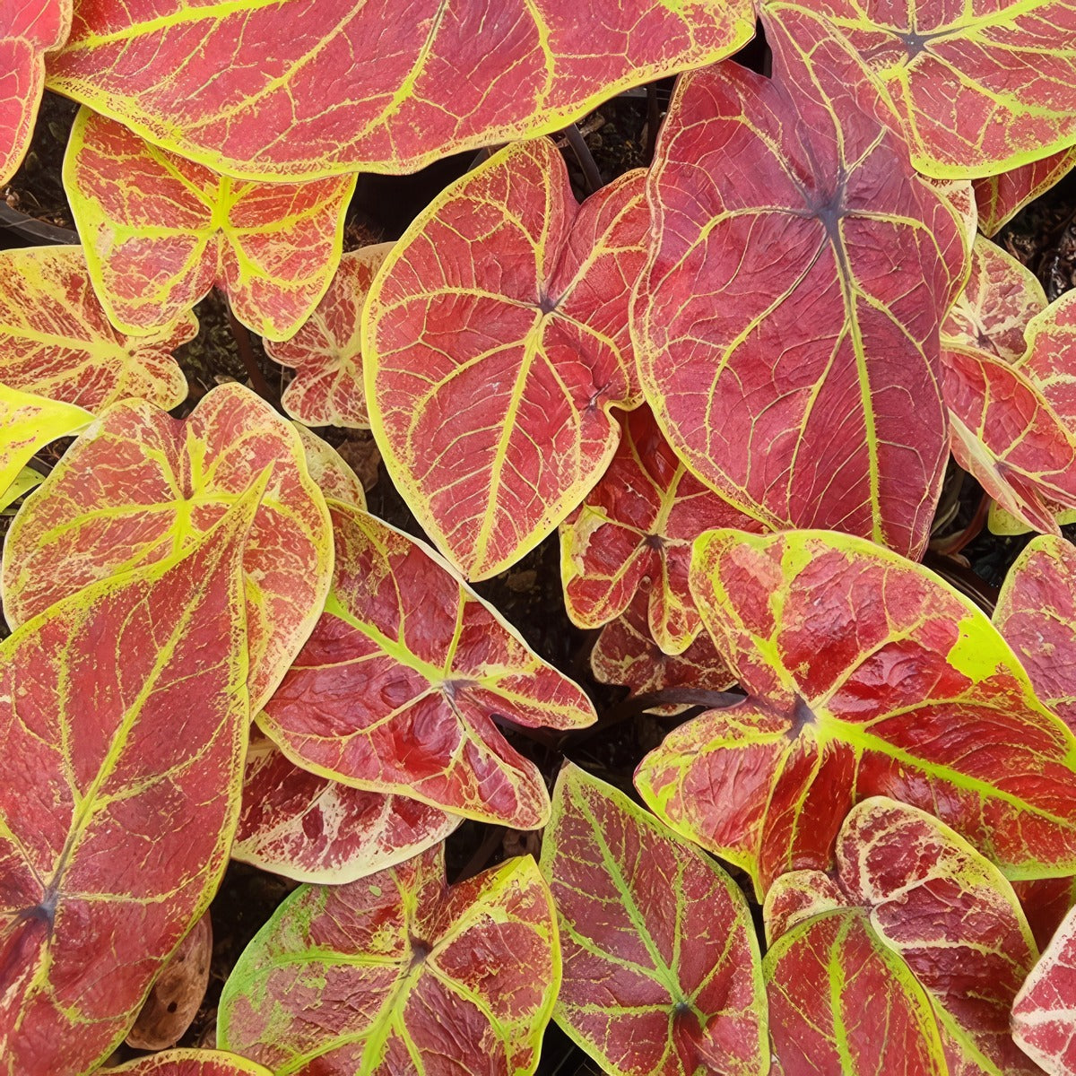 Caladium New Wave 2 P10calnwa - Garden Express Australia
