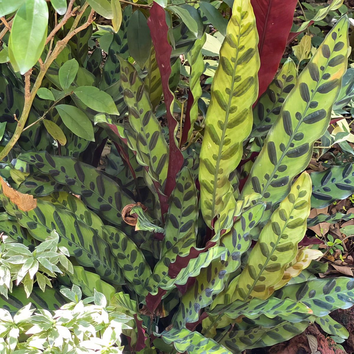 Calathea Rattlesnake P10calrsn - Garden Express Australia