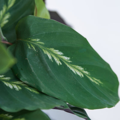 Calathea Maui Queen - Garden Express Australia
