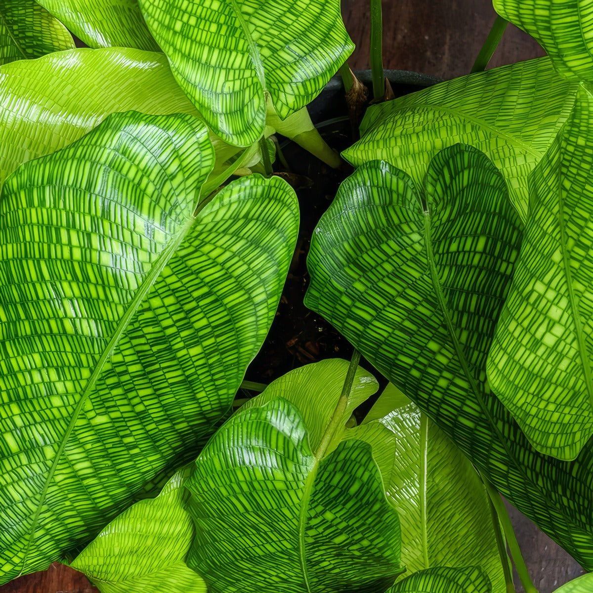 Calathea Network Musaica - Garden Express Australia