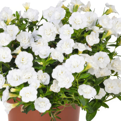 Calibrachoa Aloha Double White - Garden Express Australia