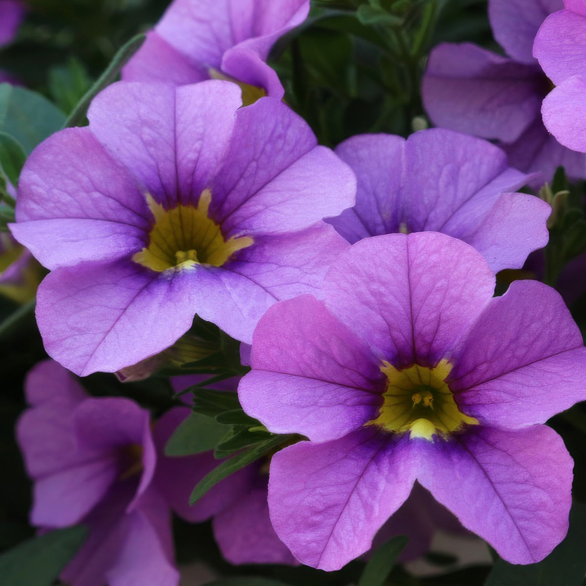 Calibrachoa Aloha Tiki Blue - Garden Express Australia