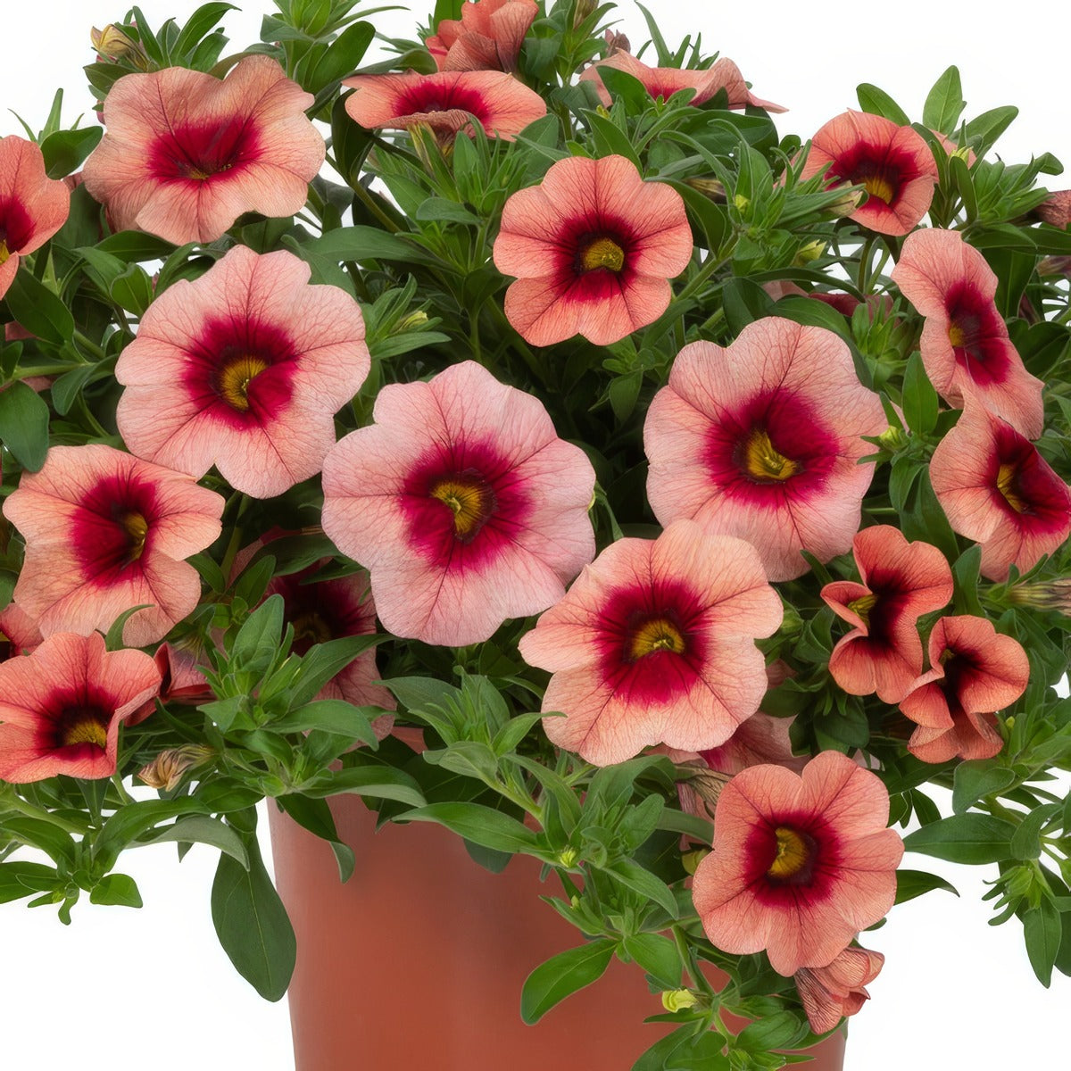 Calibrachoa Bloomtastic Salmon Lplcalbsm - Garden Express Australia