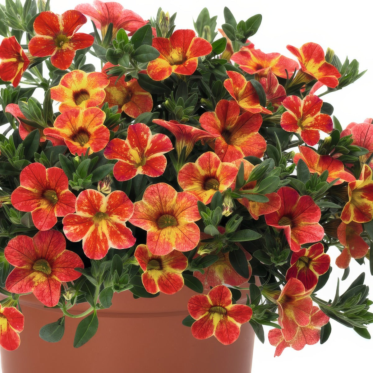 Calibrachoa Rainbow Orange - Garden Express Australia