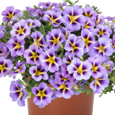 Calibrachoa Tik Tok Sky Blue - Garden Express Australia