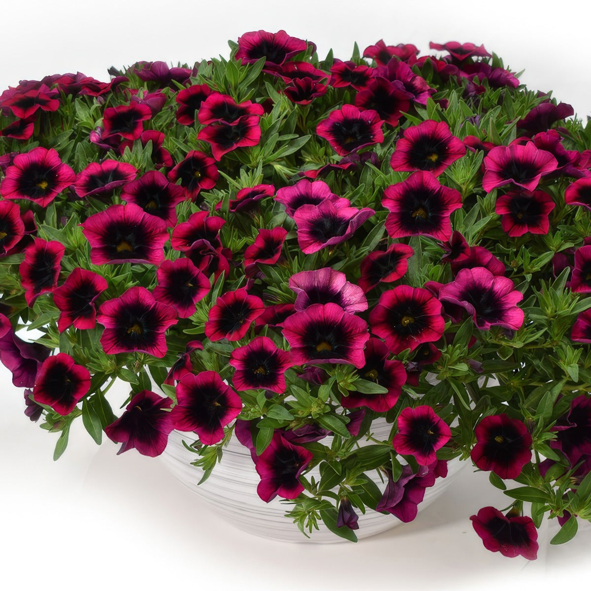 Calibrachoa Dracula - Garden Express Australia