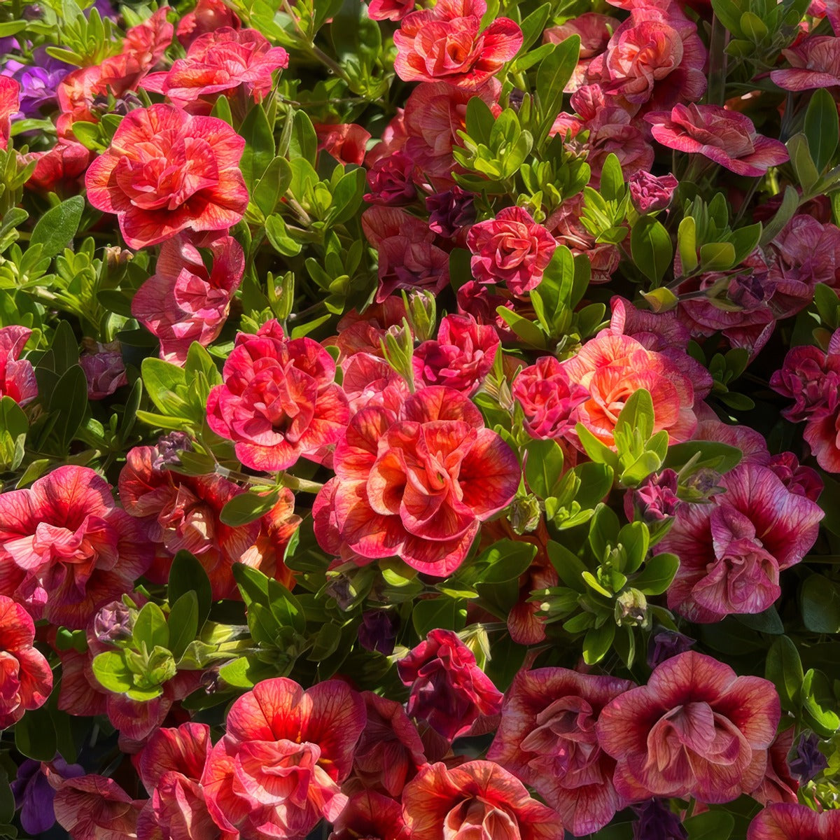 Calibrachoa Aloha Double Apricot P68calada - Garden Express Australia