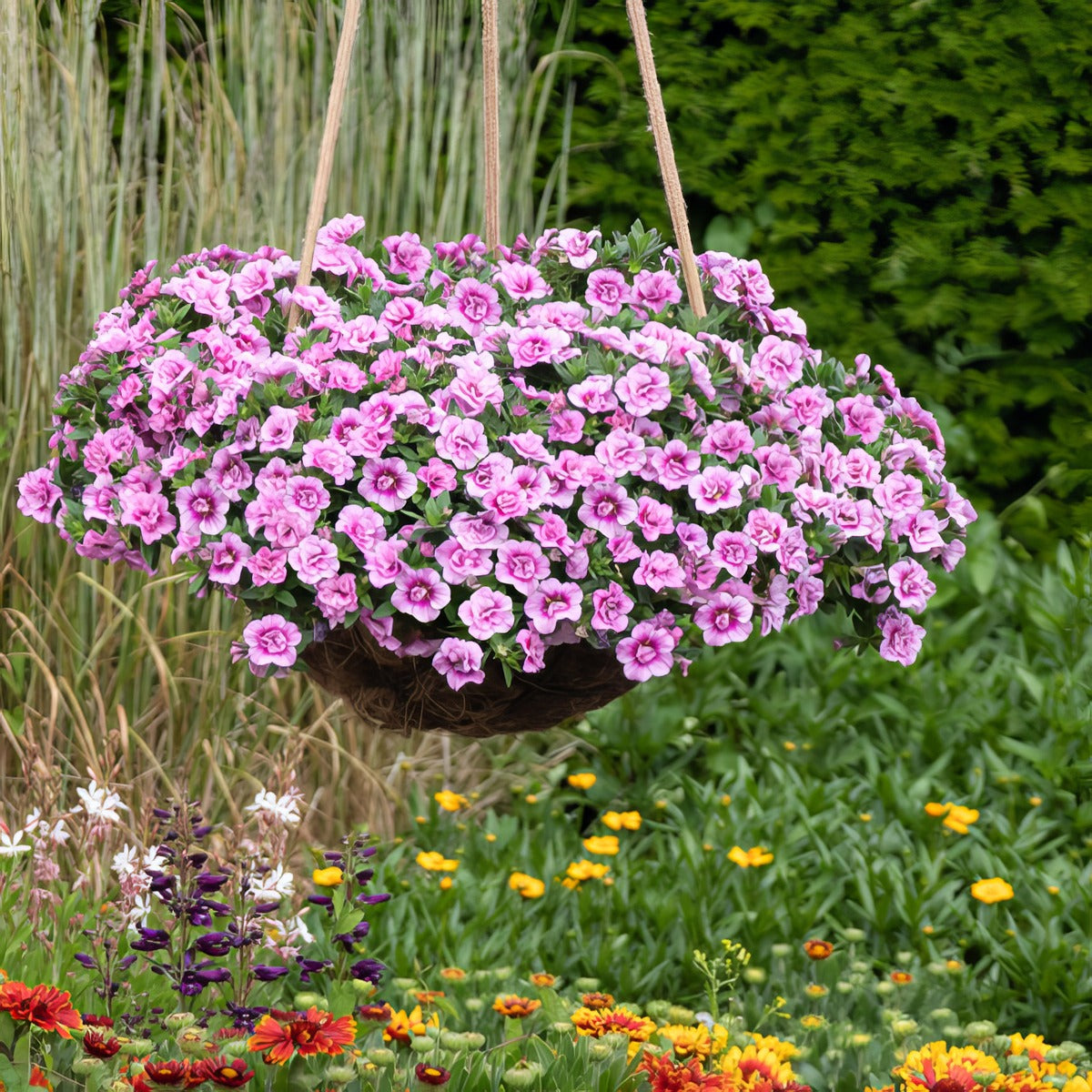 Calibrachoa Aloha Double Soft Pink Eye Lplcaladsp - Garden Express Australia