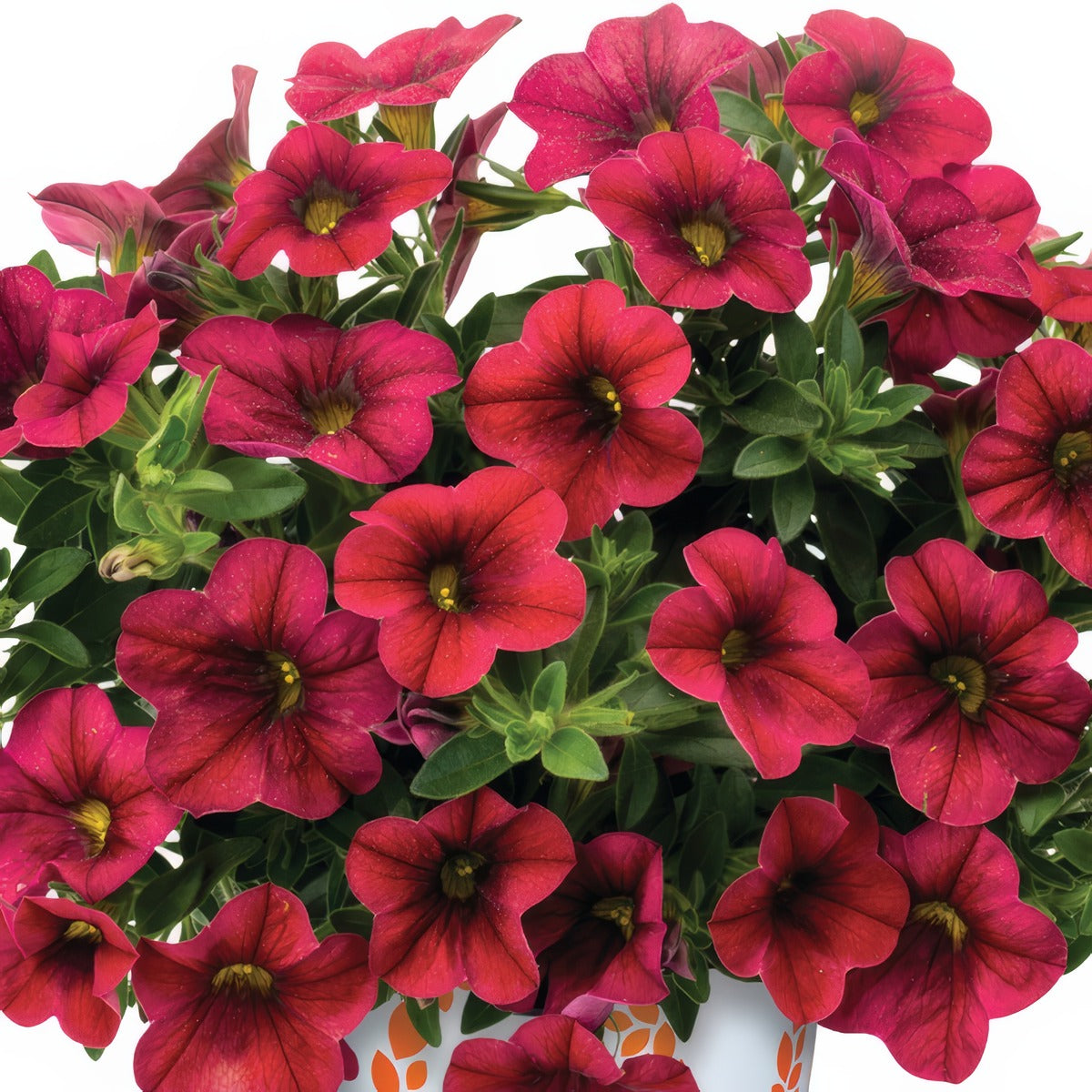 Calibrachoa Bloomtastic Chilli Pepper Lplcalbcp - Garden Express Australia