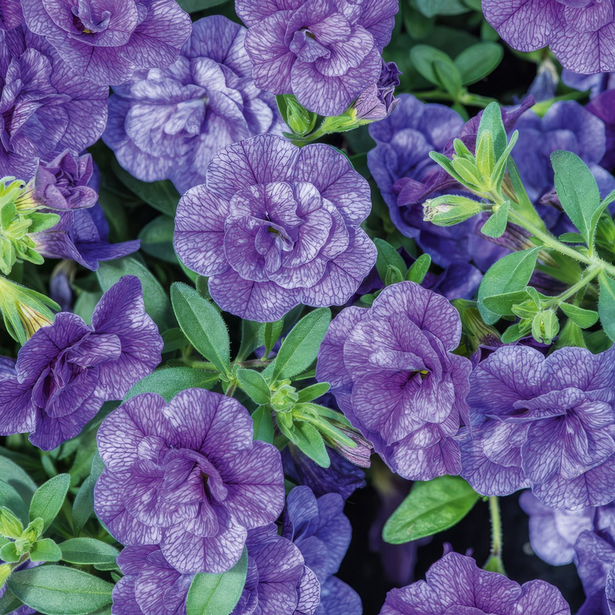 Calibrachoa Can Can Rosies Blue - Garden Express Australia