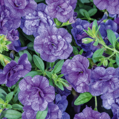 Calibrachoa Can Can Rosies Blue - Garden Express Australia