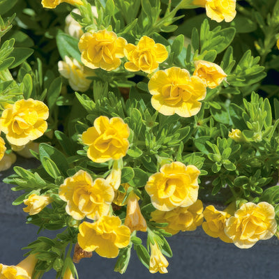 Calibrachoa Can Can Rosies Yellow - Garden Express Australia
