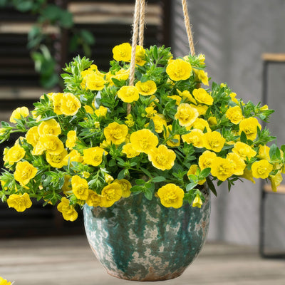 Calibrachoa Can Can Rosies Yellow P68calcry - Garden Express Australia
