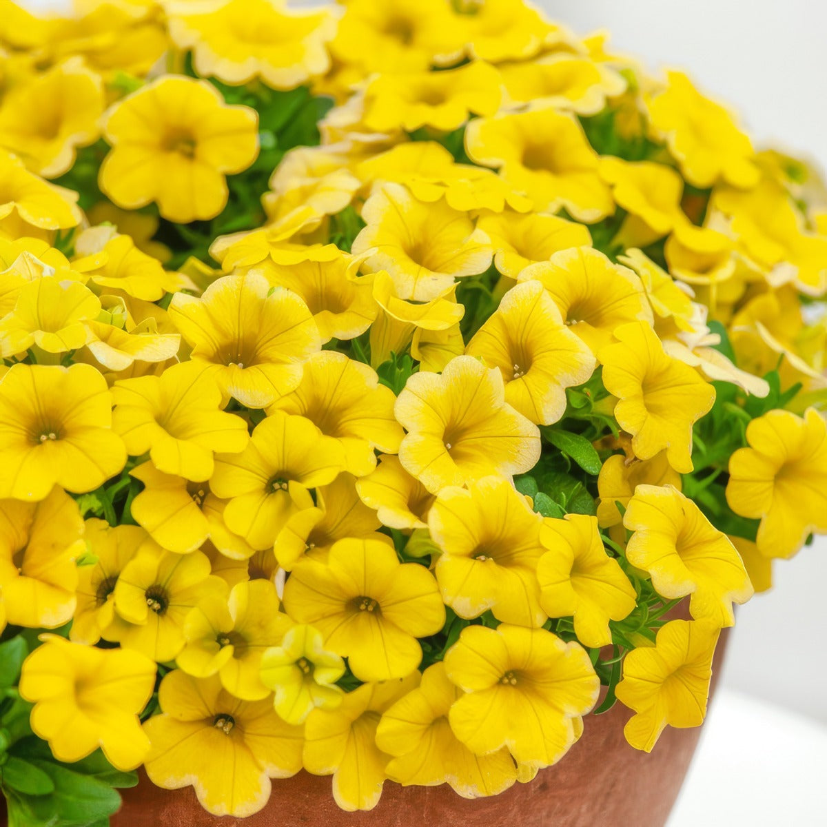 Calibrachoa Calipetite Yellow Pplcalcyl - Garden Express Australia
