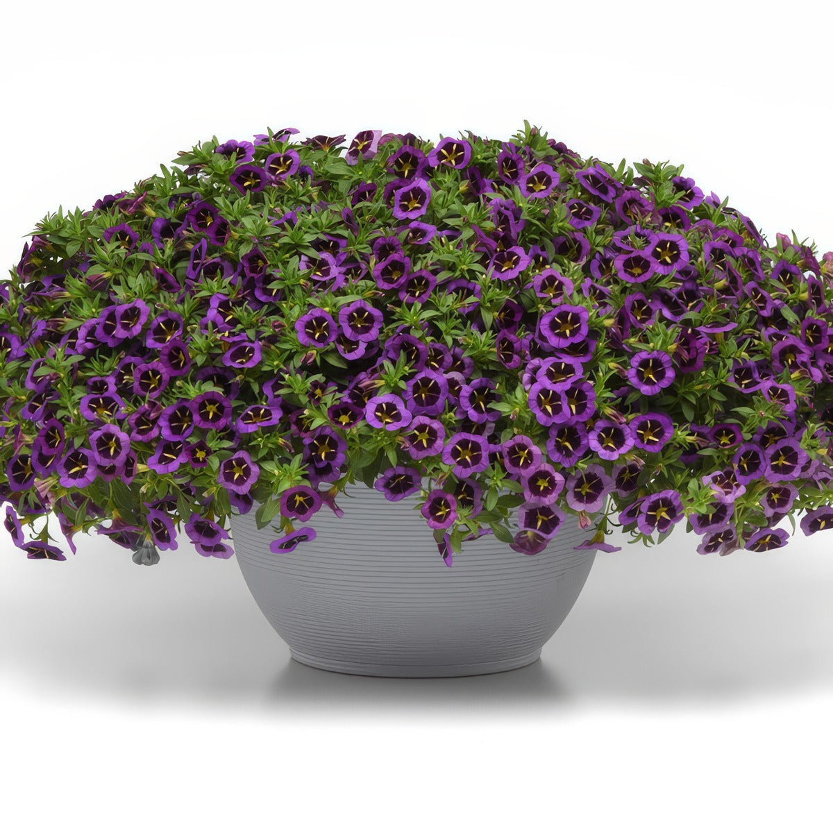 Calibrachoa Midnight Kiss - Garden Express Australia