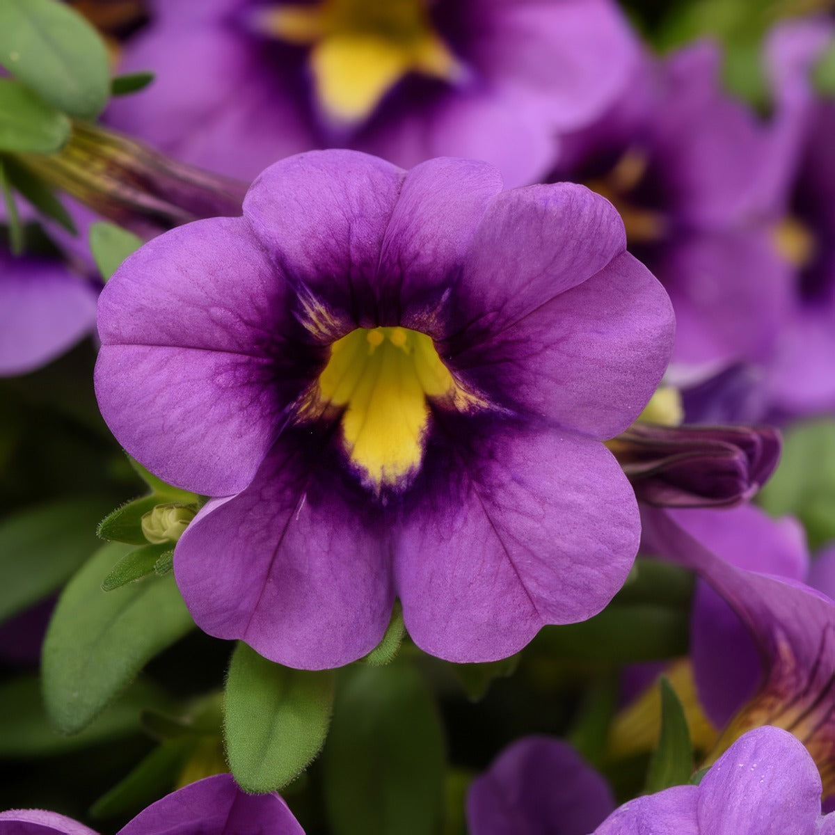 Calibrachoa Starjump Blue - Garden Express Australia