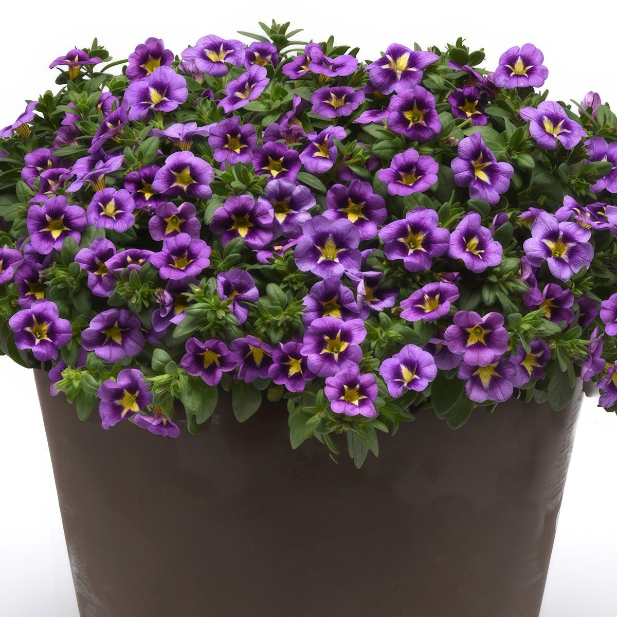 Calibrachoa Starjump Blue P68calsbl - Garden Express Australia