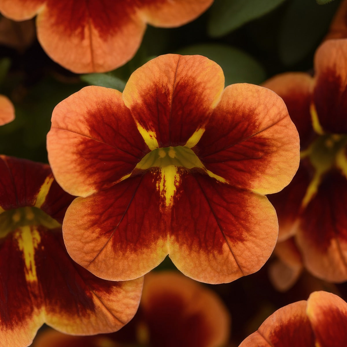 Calibrachoa Starjump Orange - Garden Express Australia